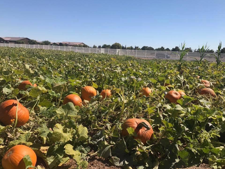 Gilcrease Orchard in northwest Las Vegas announces opening date for pumpkin patch