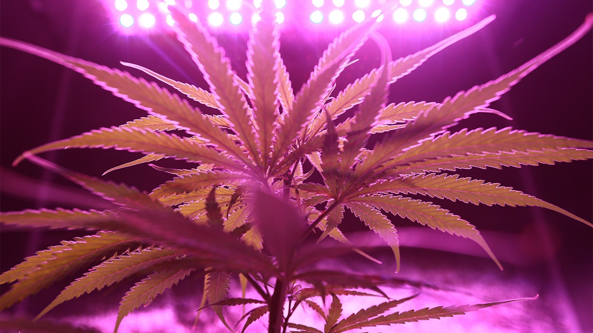 New York Medical Cannabis Patients Can Start Growing Their Own Weed Next Month