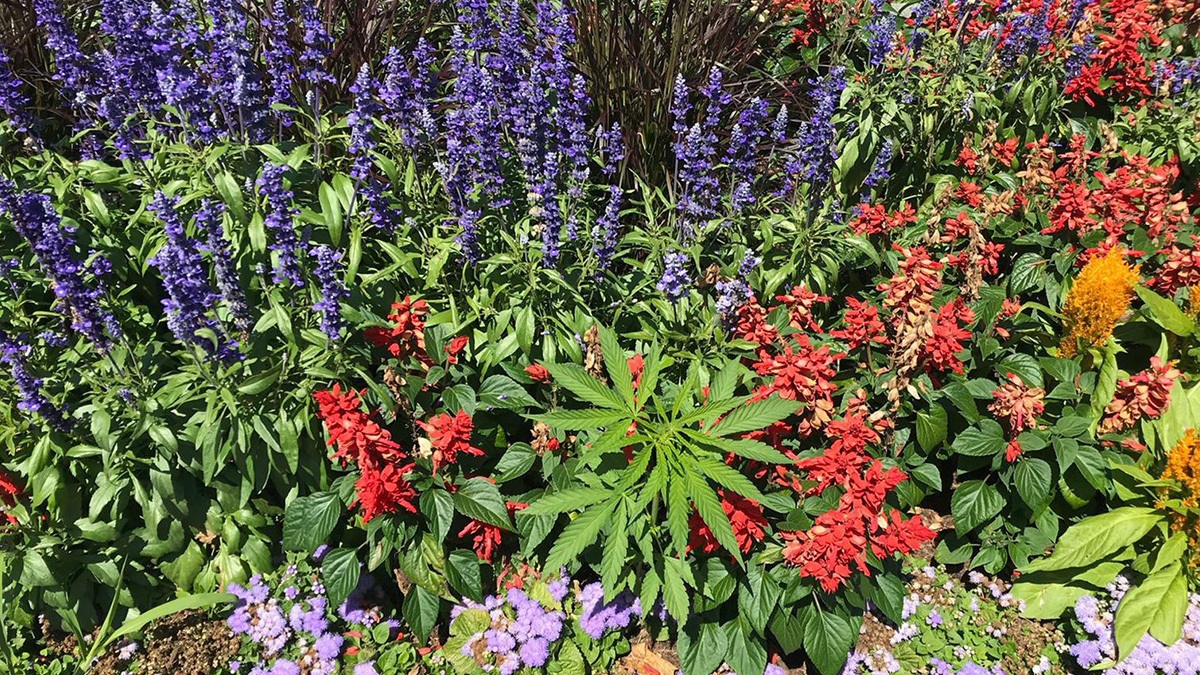 Congressmember Asks US Botanic Garden to Grow Weed Outside the Capitol