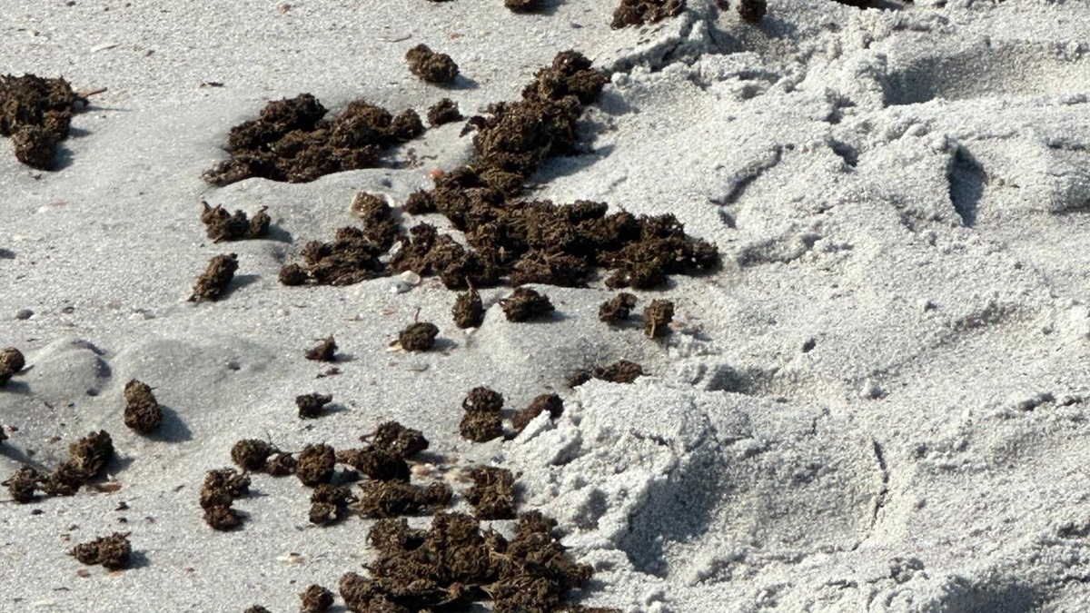 Massive Amount of Loose Weed Mysteriously Washes Up on Florida Beach