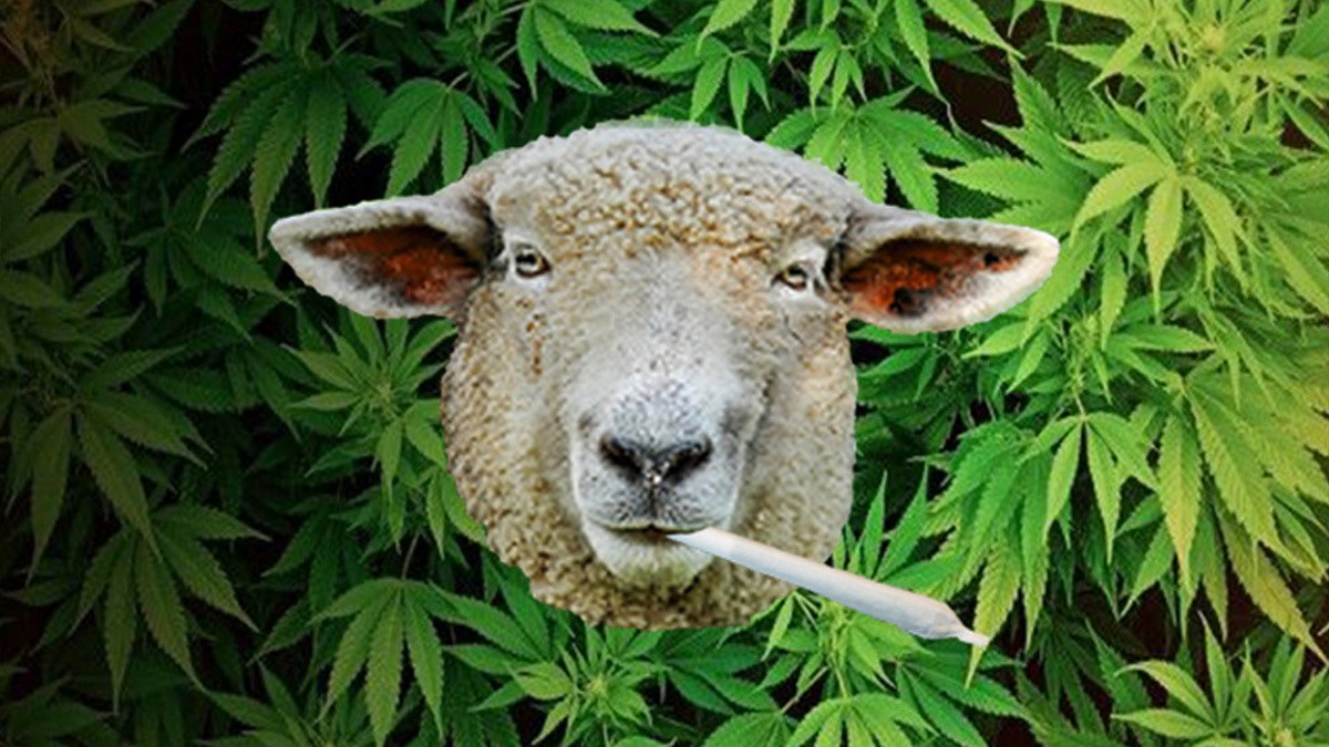 A Flock of Sheep Broke Into Greek Cannabis Farm and Ate 600 Pounds of Pot