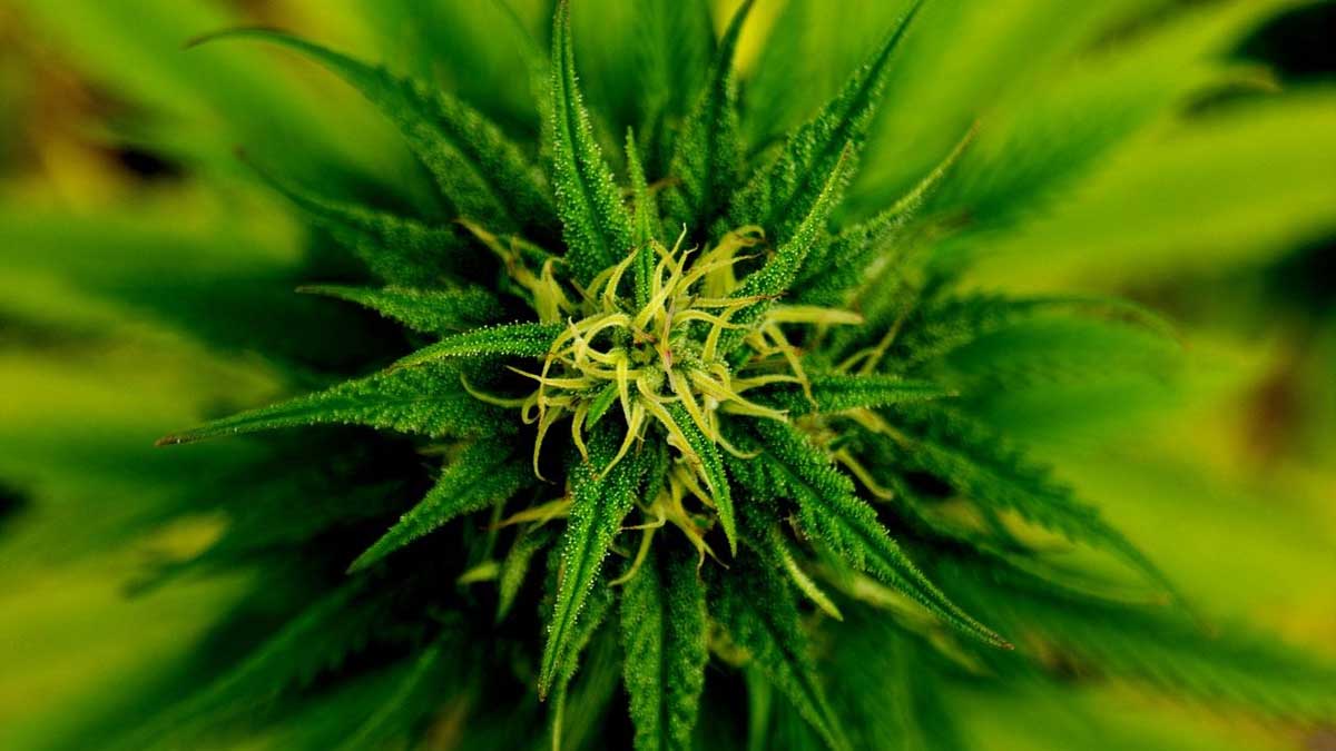 South Carolina Senate Passes Medical Marijuana Legalization Bill, Sending It To House