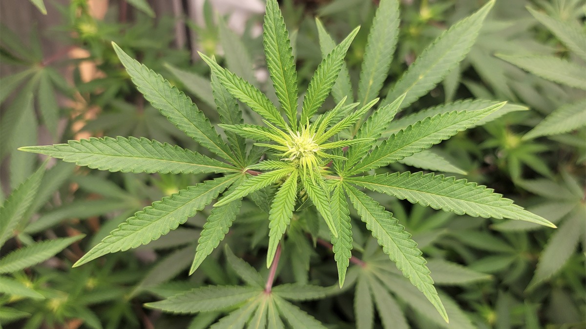 Organ Donations From Marijuana Users Pose No Significant Infectious Risks, Study Finds