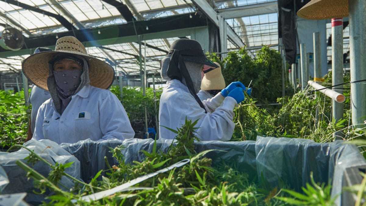 Weed Farms Don't Waste As Much Water As Researchers Previously Thought