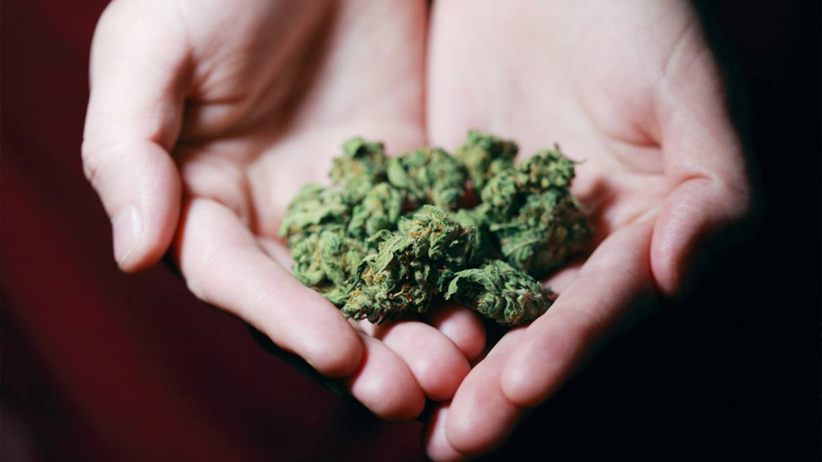 Medical Cannabis Can Effectively Treat Cancer-Related Pain, Study Says