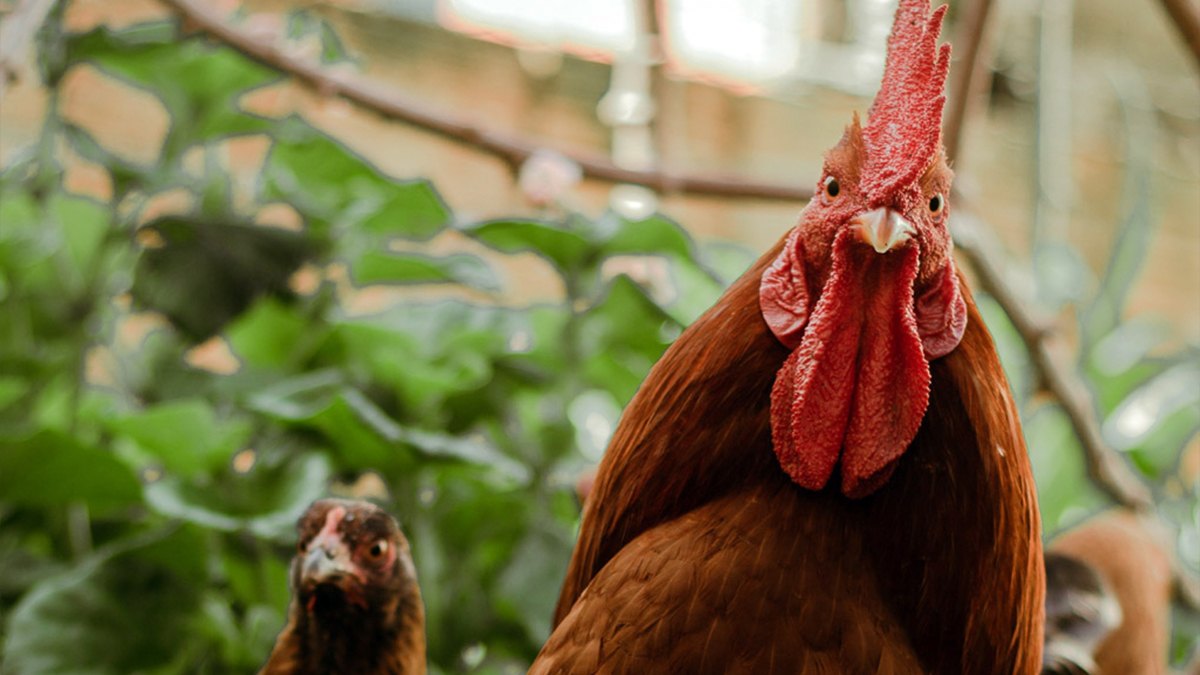 Thai Farmers Are Now Selling Organic Chicken Raised on Cannabis, Not Antibiotics