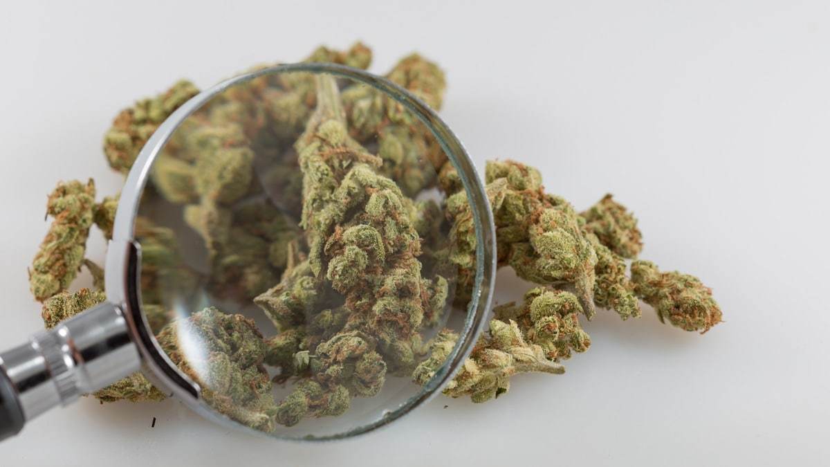 Feds Announce New Standard THC Dose To Be Used In Marijuana Research, Effective Immediately