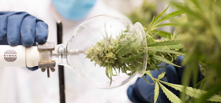 Researchers Reveal How Curing Cannabis Affects Terpene Levels