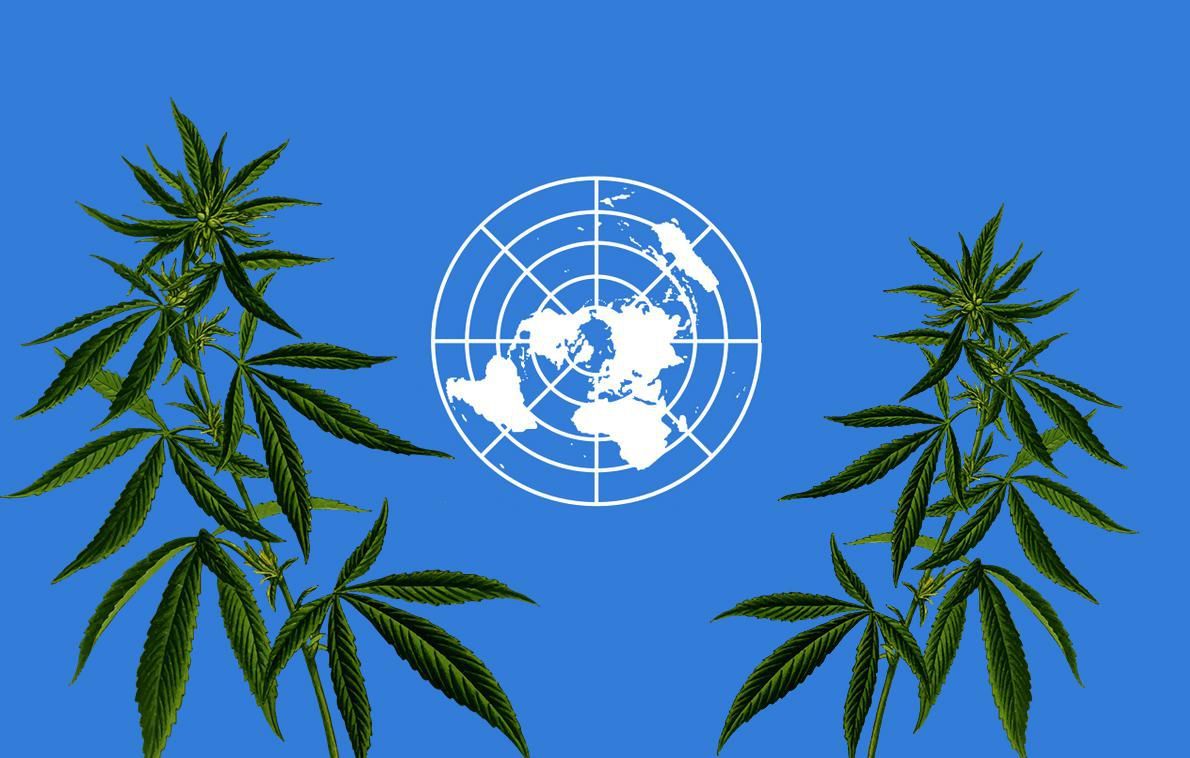 U.N. Reclassifies Cannabis as a Less Dangerous Drug