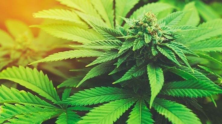 7 States That Could Legalize Cannabis in 2021