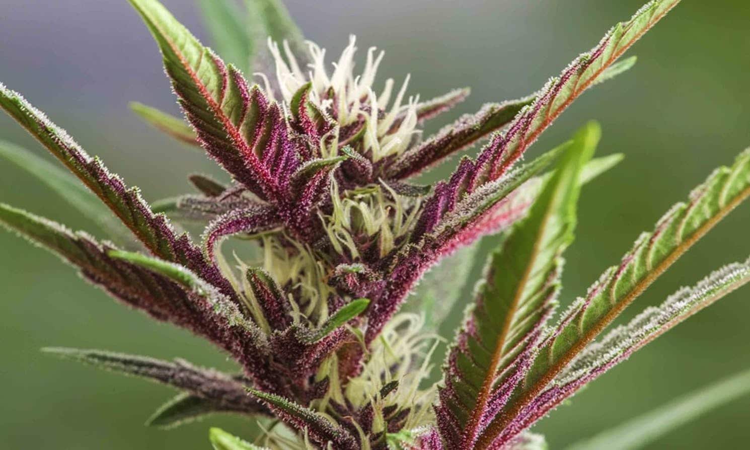 How does cannabis get its color? Here’s why some strains turn purple.