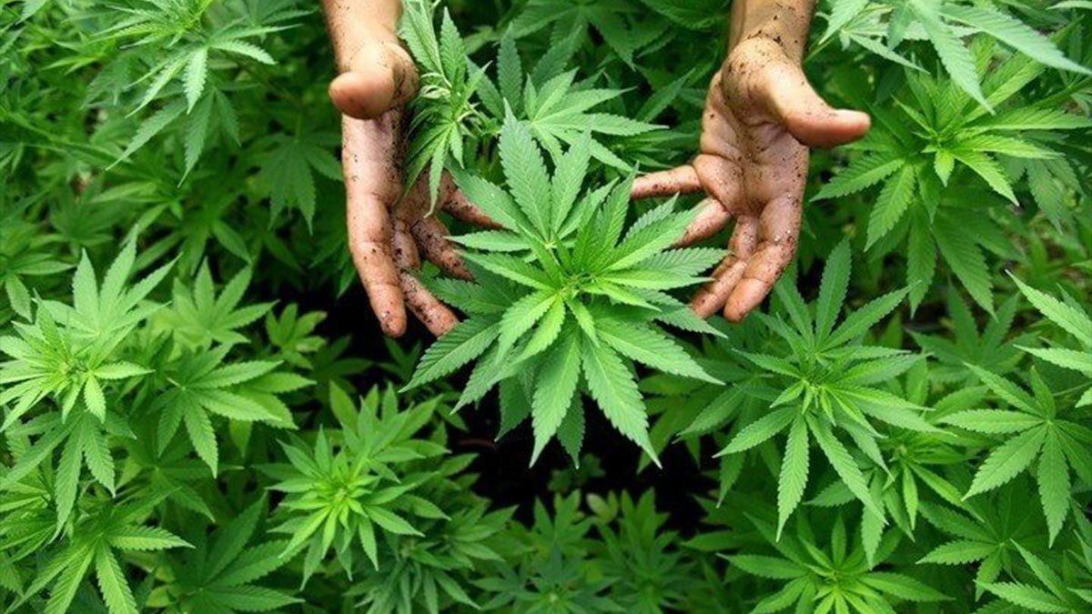 Here Are Some of the Ways Cannabis Can Save the Planet